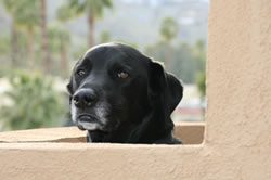 Dakoa In Palm Springs